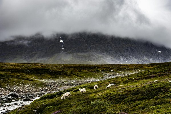 Comment découvrir les traditions de la pêche à la morue en Terre-Neuve, Canada?