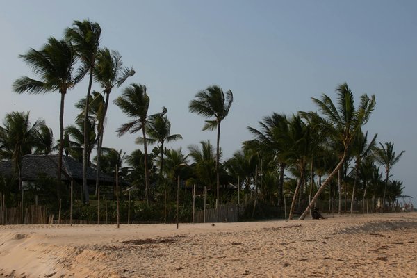 Comment planifier une expédition d'observation des tortues géantes aux Galápagos, Équateur?
